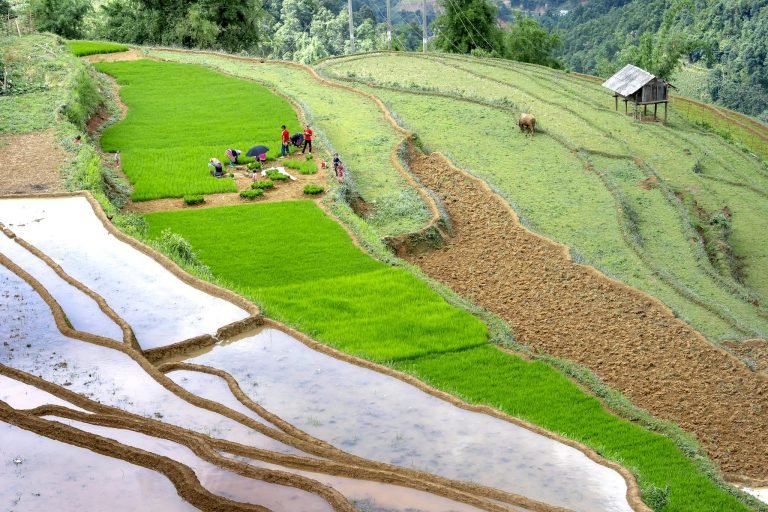 Anonymous people harvesting rice on terraced plantation