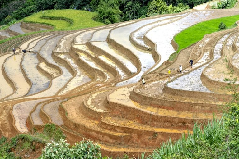 Anonymous people working on paddy fields on sunny day