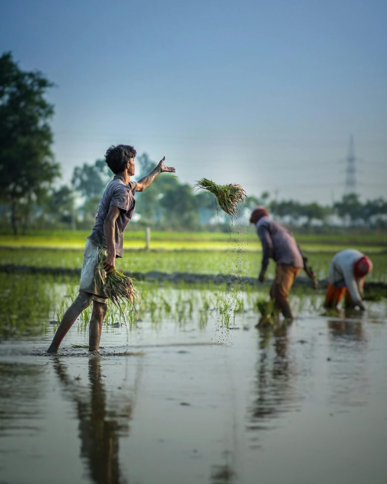 Ethnic man cultivating green crops growing in flooded fields