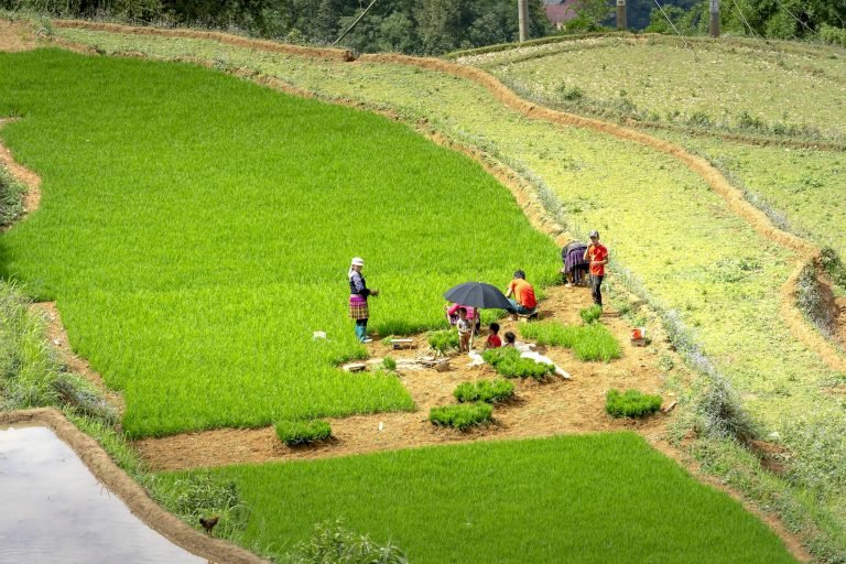 From above of anonymous people standing on bright grassy rice field while working in tropical countryside on sunny day